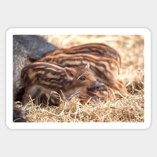 Wild Boar Piglets Sticker